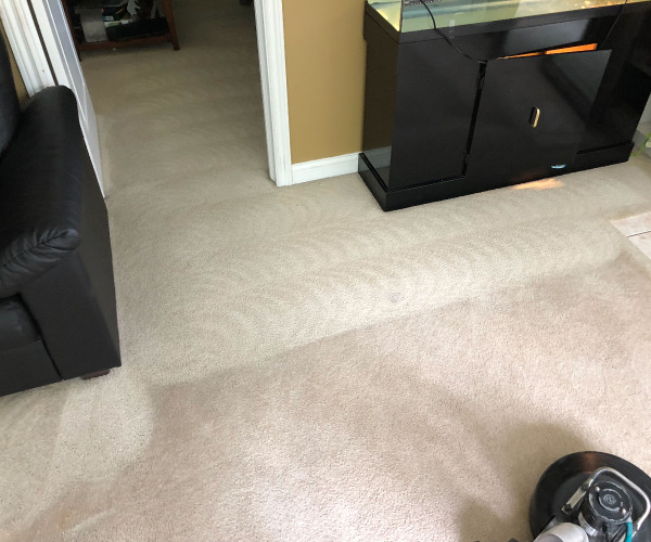 office area carpet cleaned
